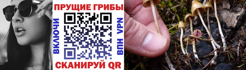 Псилоцибиновые грибы Psilocybe  Купить где  Похвистнево 